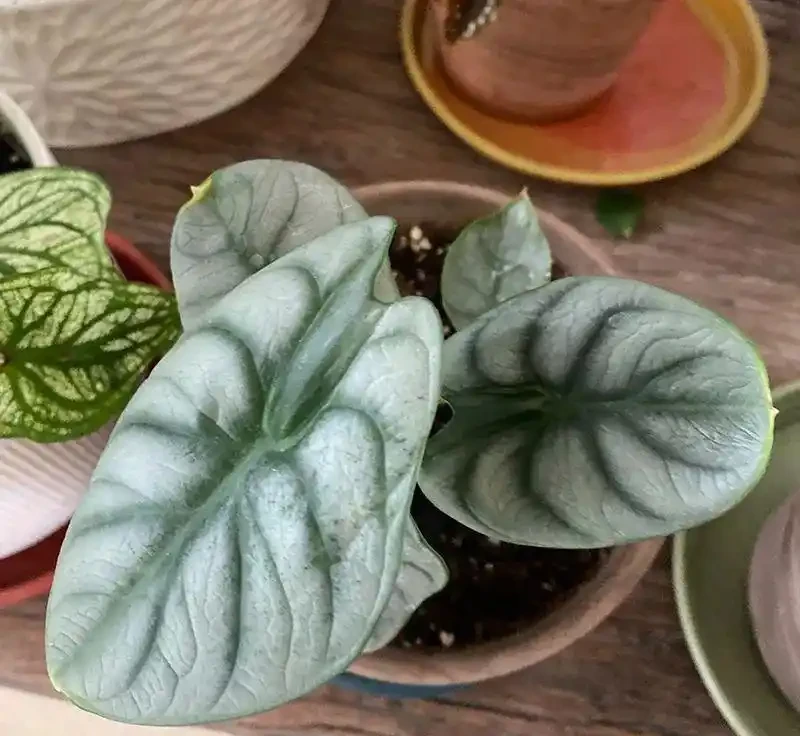 低調輕奢的「白犀牛海芋」,6個小技巧養出高階感!