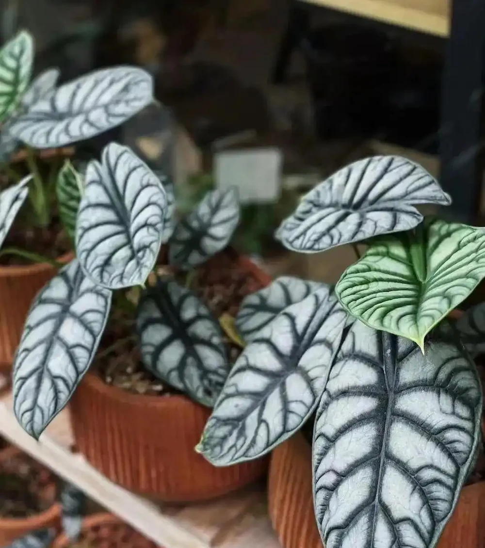 低調輕奢的「白犀牛海芋」,6個小技巧養出高階感!