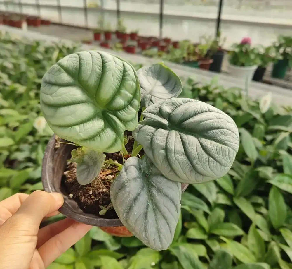低調輕奢的「白犀牛海芋」,6個小技巧養出高階感!