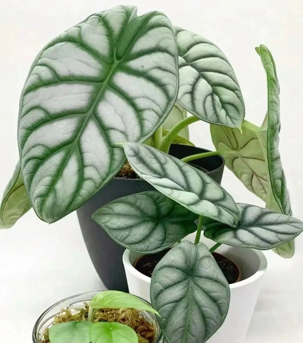 低調輕奢的「白犀牛海芋」,6個小技巧養出高階感!