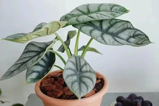低調輕奢的「白犀牛海芋」，6個小技巧養出高階感！