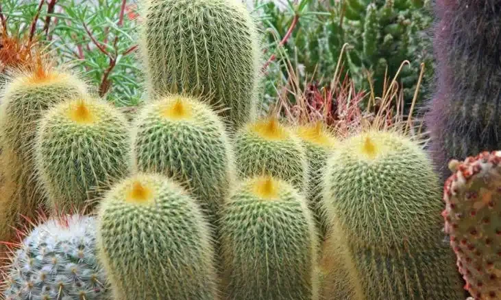 這3種「疾病花」，客廳、臥室都「不要養」，快看你家有沒有？