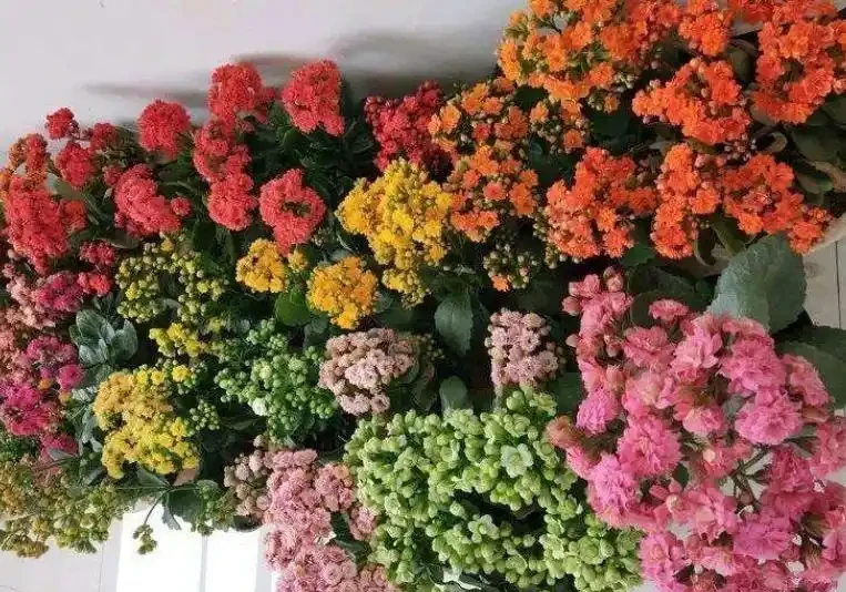 這3種「疾病花」，客廳、臥室都「不要養」，快看你家有沒有？