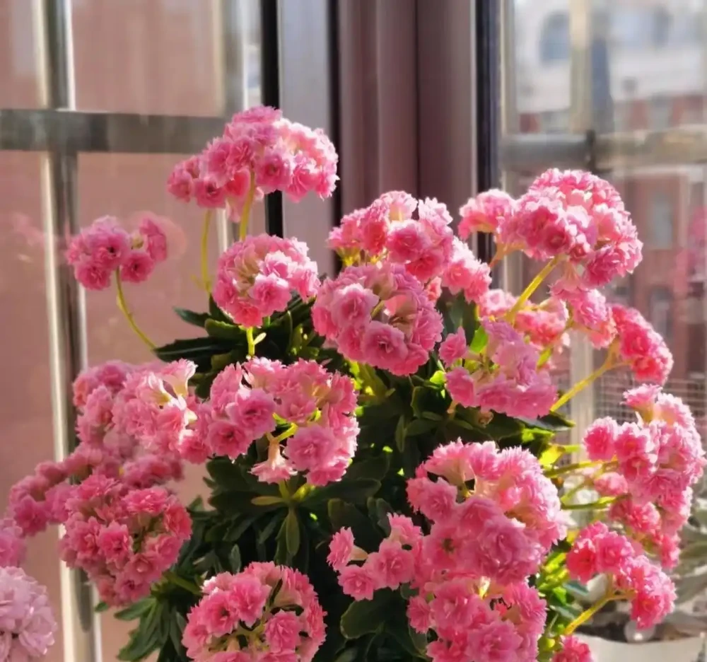 公認的10種風水植物，放家裡運勢「旺旺旺」，恰好我都養過