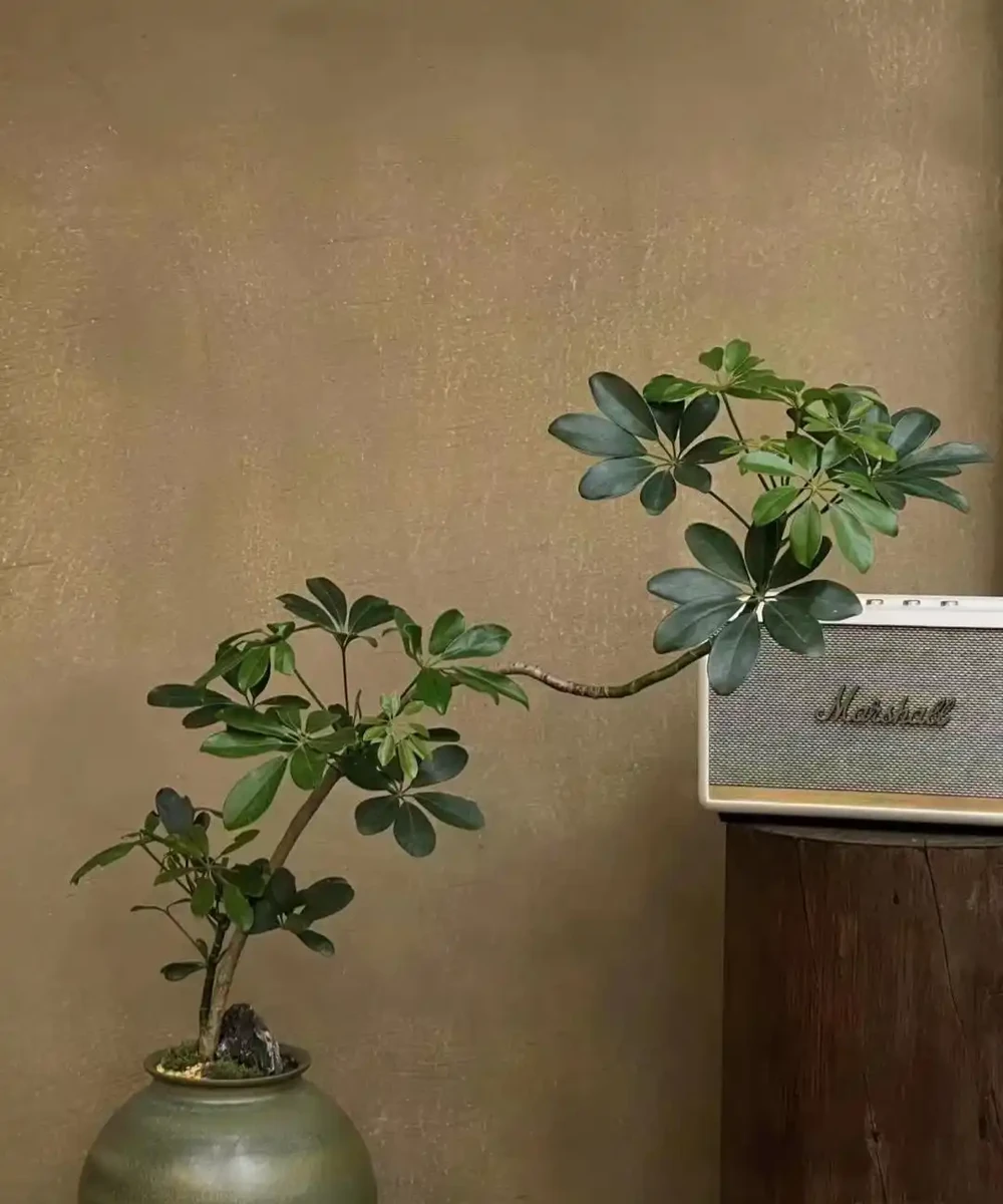 公認的10種風水植物，放家裡運勢「旺旺旺」，恰好我都養過