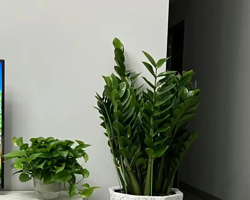 公認的10種風水植物，放家裡運勢「旺旺旺」，恰好我都養過
