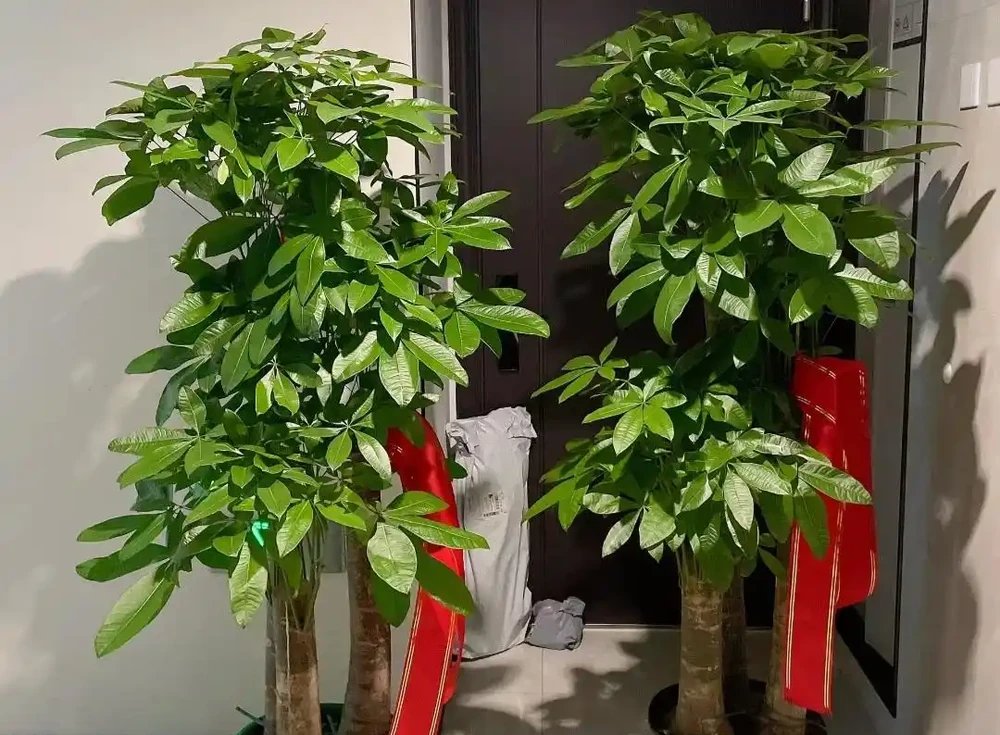 公認的10種風水植物，放家裡運勢「旺旺旺」，恰好我都養過