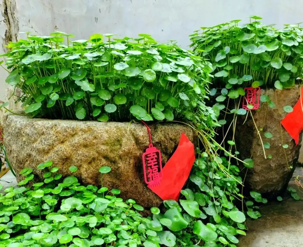 公認的10種風水植物，放家裡運勢「旺旺旺」，恰好我都養過