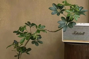 公認的10種風水植物，放家裡運勢「旺旺旺」，恰好我都養過