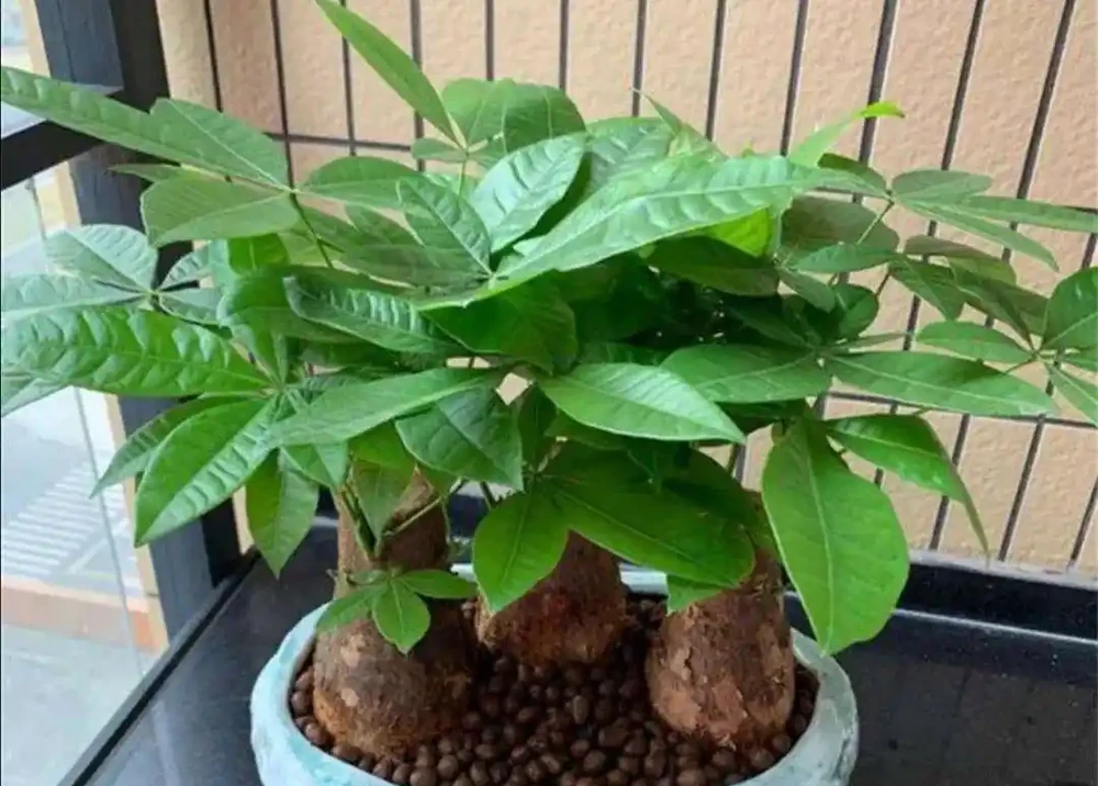 招財樹葉子發黃掉葉子？分析招財樹葉子發黃掉葉子的9個原因