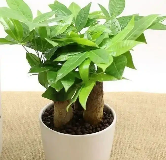 招財樹葉子發黃掉葉子？分析招財樹葉子發黃掉葉子的9個原因
