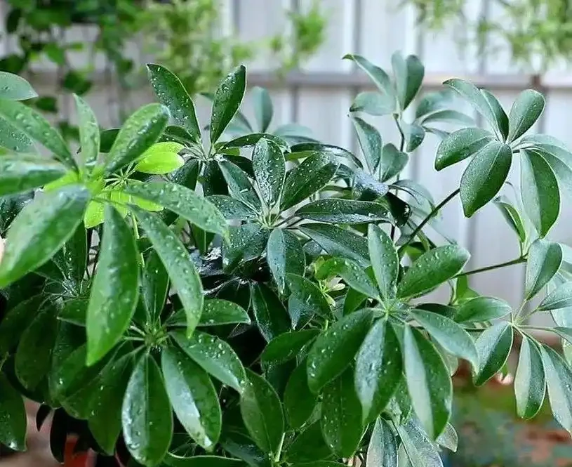 招財樹葉子發黃掉葉子？分析招財樹葉子發黃掉葉子的9個原因