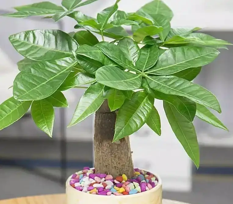 招財樹葉子發黃掉葉子？分析招財樹葉子發黃掉葉子的9個原因