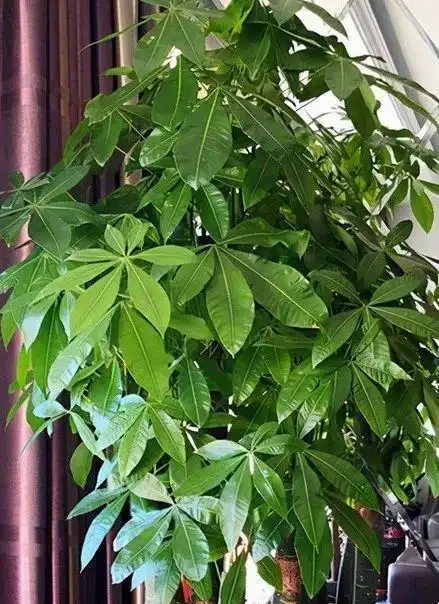 招財樹葉子發黃掉葉子？分析招財樹葉子發黃掉葉子的9個原因