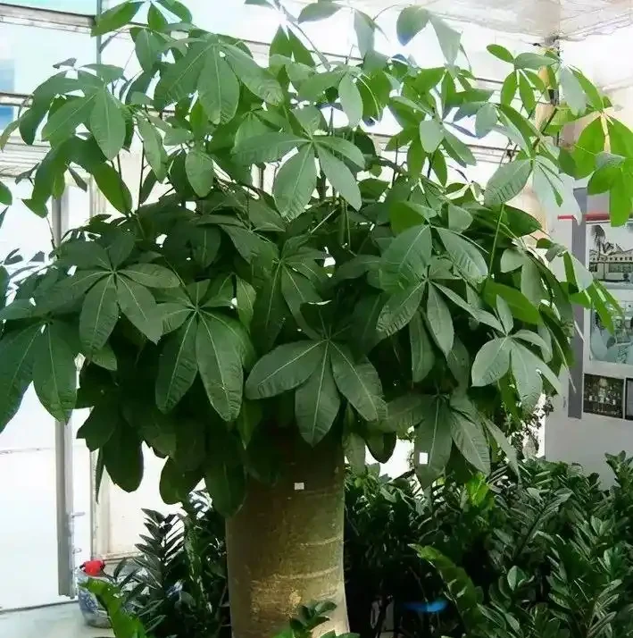 招財樹葉子發黃掉葉子？分析招財樹葉子發黃掉葉子的9個原因