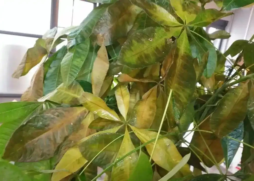 招財樹葉子發黃掉葉子？分析招財樹葉子發黃掉葉子的9個原因