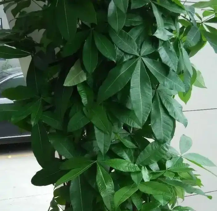 招財樹葉子發黃掉葉子？分析招財樹葉子發黃掉葉子的9個原因