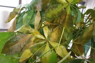 招財樹葉子發黃掉葉子？分析招財樹葉子發黃掉葉子的9個原因