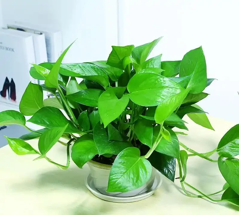 2種「垃圾水」,黃金葛最愛喝,澆一澆枝葉瘋長,盆盆爆滿!