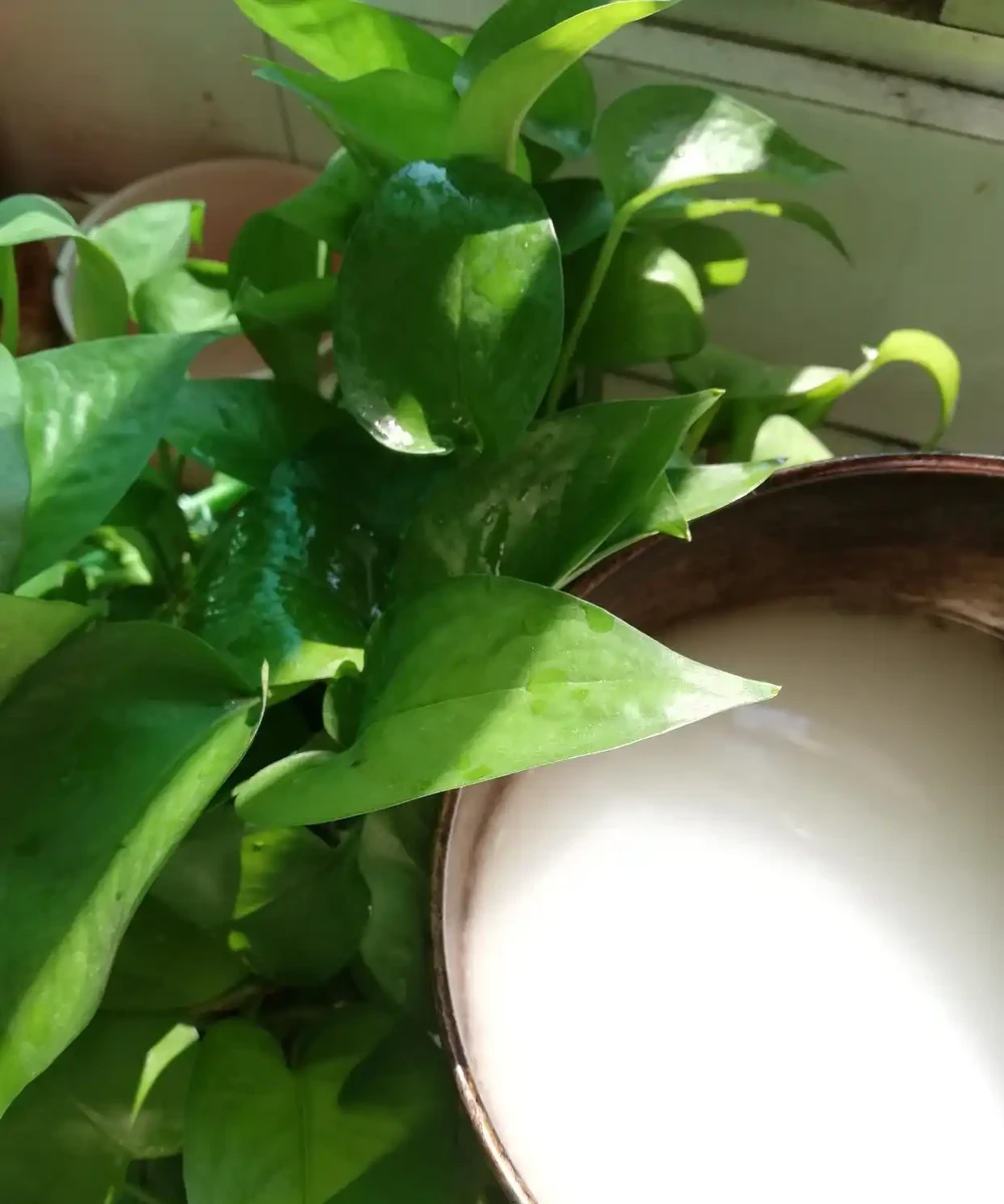 2種「垃圾水」,黃金葛最愛喝,澆一澆枝葉瘋長,盆盆爆滿!
