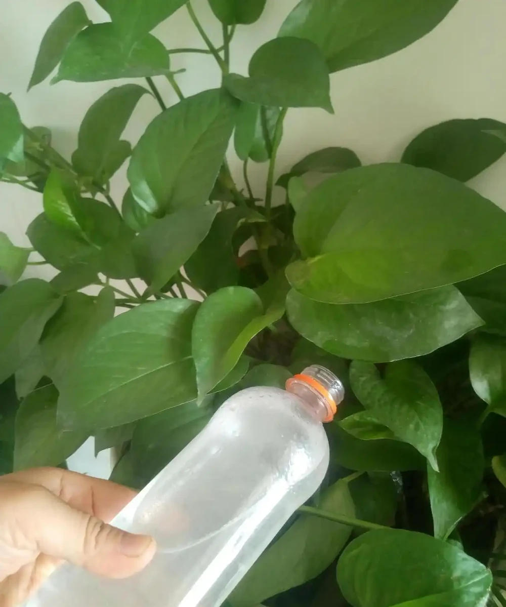 2種「垃圾水」,黃金葛最愛喝,澆一澆枝葉瘋長,盆盆爆滿!
