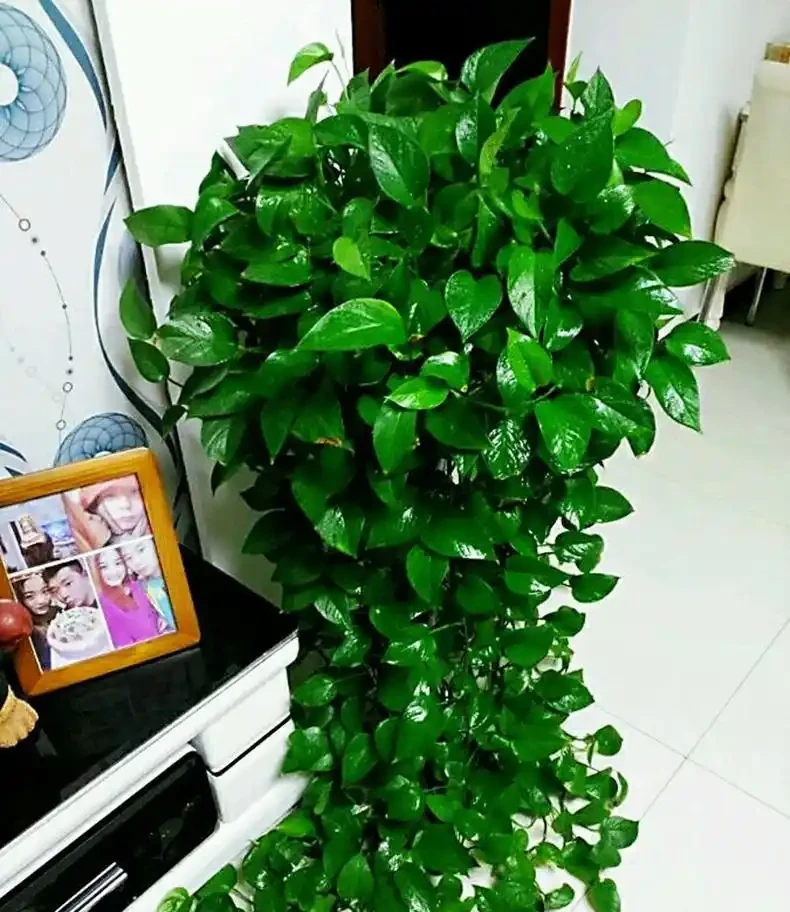 2種「垃圾水」，黃金葛最愛喝，澆一澆枝葉瘋長，盆盆爆滿！