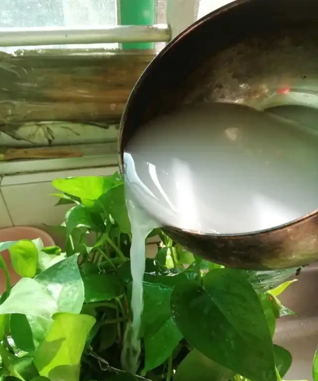 2種「垃圾水」,黃金葛最愛喝,澆一澆枝葉瘋長,盆盆爆滿!