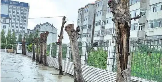 10多歲楊樹全部死亡太可惜