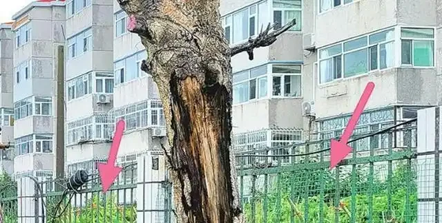 10多歲楊樹全部死亡太可惜