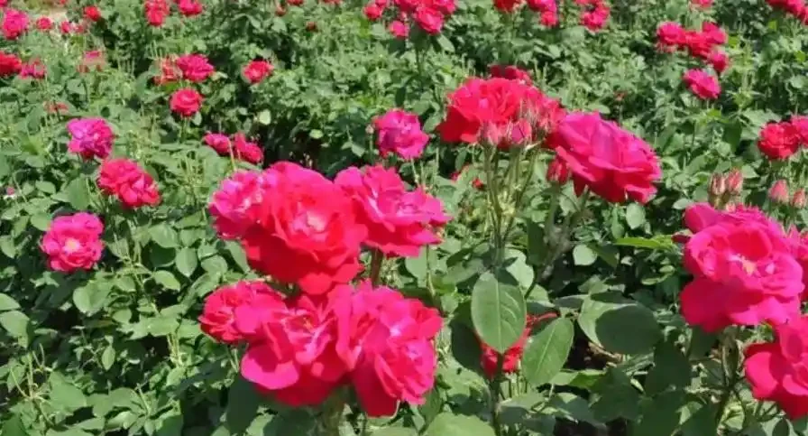玫瑰花種植上什麼肥料最好，有機水溶性肥料有什麼好處