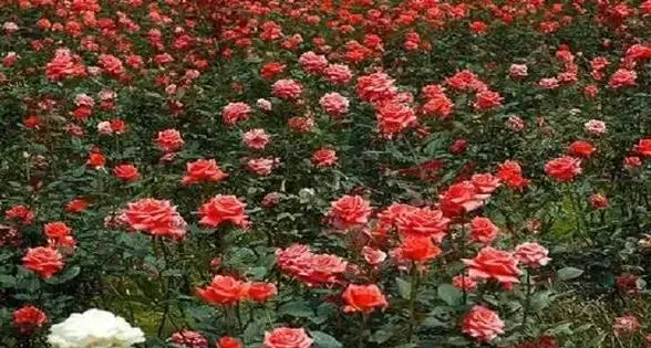 玫瑰花種植上什麼肥料最好，有機水溶性肥料有什麼好處