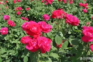 玫瑰花種植上什麼肥料最好，有機水溶性肥料有什麼好處