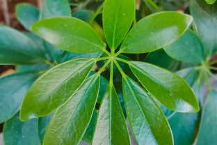 鵝掌藤的養殖方法簡要介紹