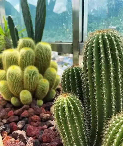 吸收甲醛最佳的十種植物,這10種花被稱為「甲醛的剋星」!