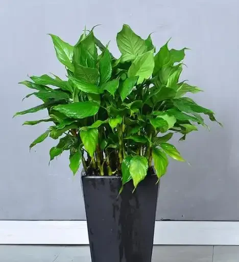 吸收甲醛最佳的十種植物,這10種花被稱為「甲醛的剋星」!