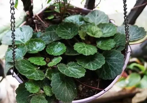 吸收甲醛最佳的十種植物,這10種花被稱為「甲醛的剋星」!