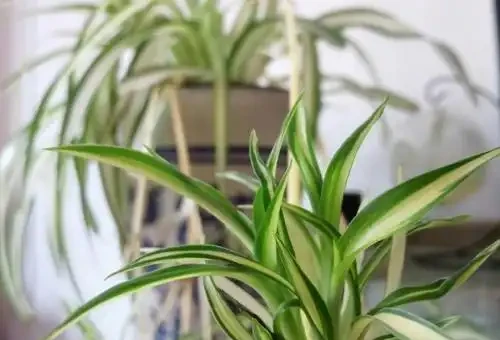 吸收甲醛最佳的十種植物,這10種花被稱為「甲醛的剋星」!