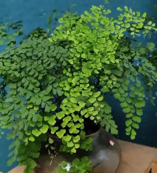 吸收甲醛最佳的十種植物,這10種花被稱為「甲醛的剋星」!