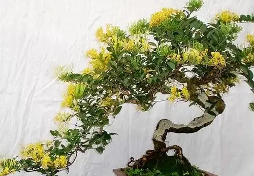 吸收甲醛最佳的十種植物,這10種花被稱為「甲醛的剋星」!
