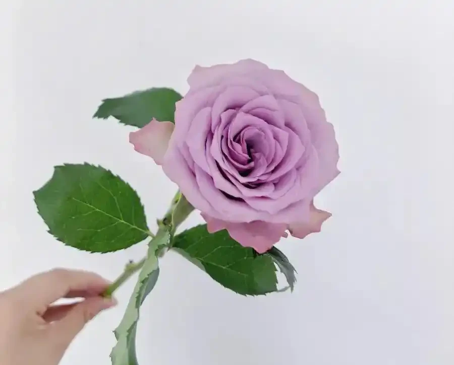 紫霞仙子玫瑰