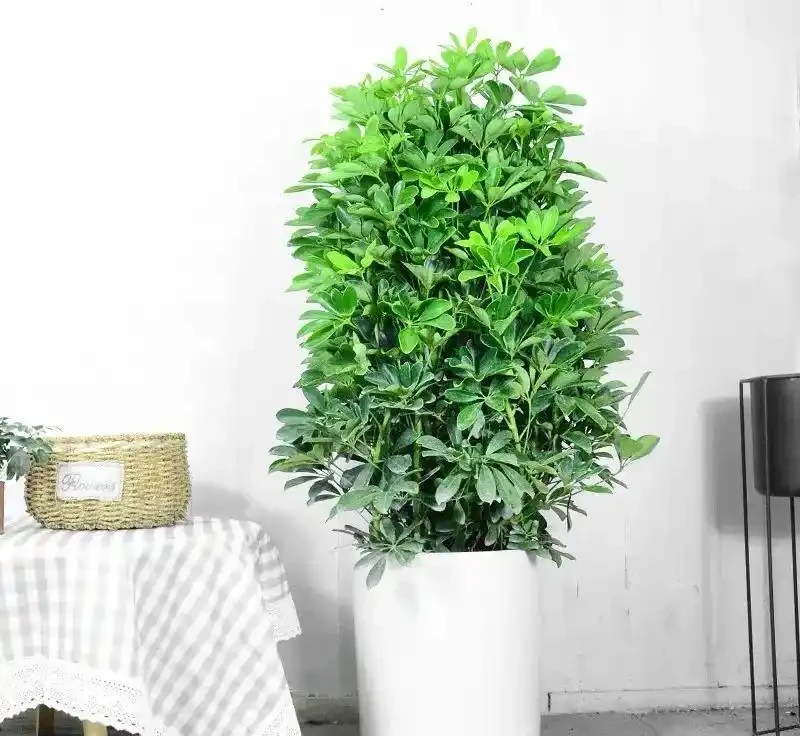 夏天鵝掌藤長得慢?趕緊檢查這4個地方