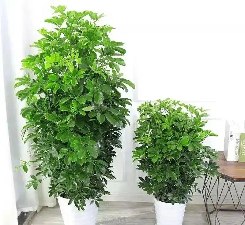夏天鵝掌藤長得慢?趕緊檢查這4個地方