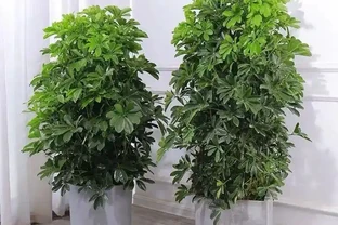 夏天鵝掌藤長得慢？趕緊檢查這4個地方