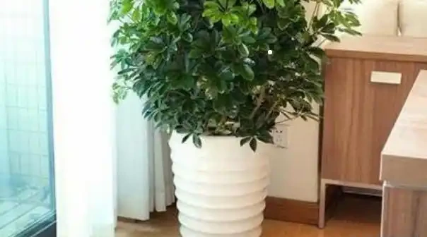 鴨腳木有3「喜」,想要養滿盆,就得滿足它