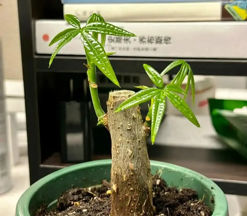 如何養出「高階感」發財樹,首先是「剪」然後才是養,順序不能錯