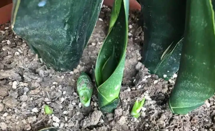 這9種吸菸花,專治二手菸,越養越茂盛!