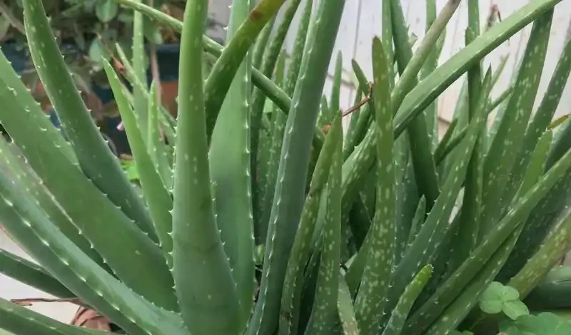 這9種吸菸花,專治二手菸,越養越茂盛!
