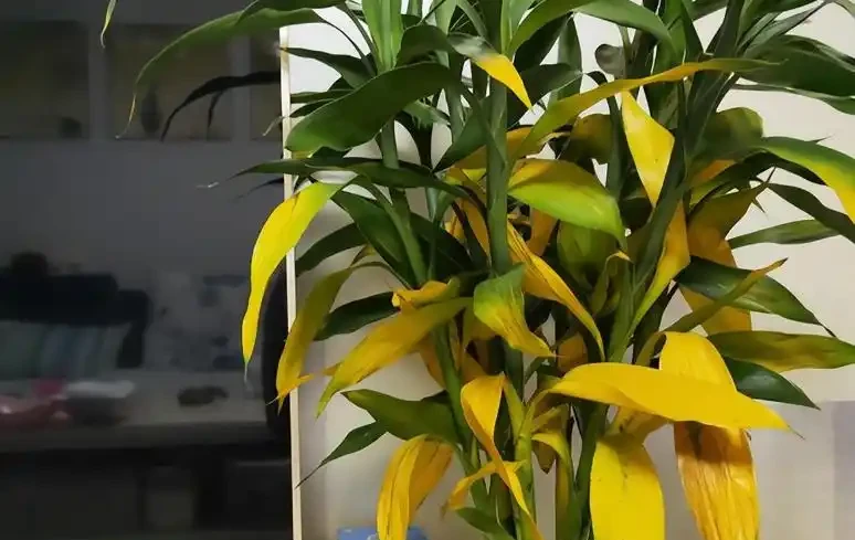 這9種吸菸花,專治二手菸,越養越茂盛!