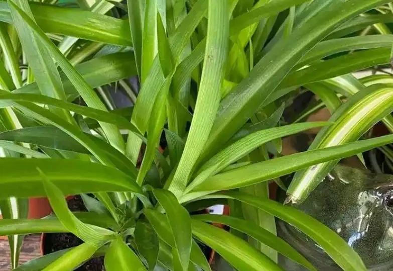 這9種吸菸花,專治二手菸,越養越茂盛!