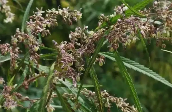 什麼綠植吸甲醛效果又好又快?除甲醛的綠植十大排名